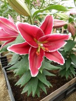 [5630 VH60 No02.JPG]